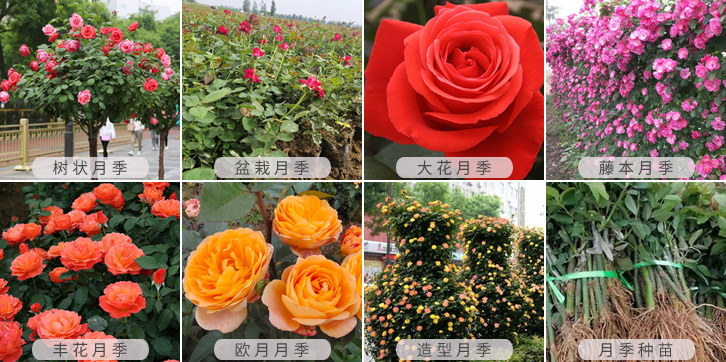 批發(fā)采購(gòu)月季就找月季網(wǎng)(圖1)