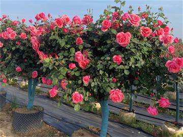 藤本月季打造別墅花墻