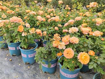 月季文化：花中皇后，愛的使者