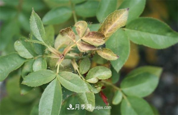 不用藥就能搞定月季紅蜘蛛，簡單方法治葉螨(圖1)