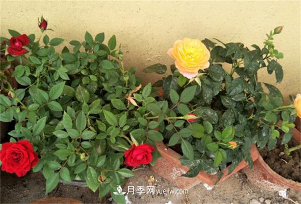 月季開花多與少，全看秋冬會(huì)不會(huì)養(yǎng)，2個(gè)工作要做好(圖1)
