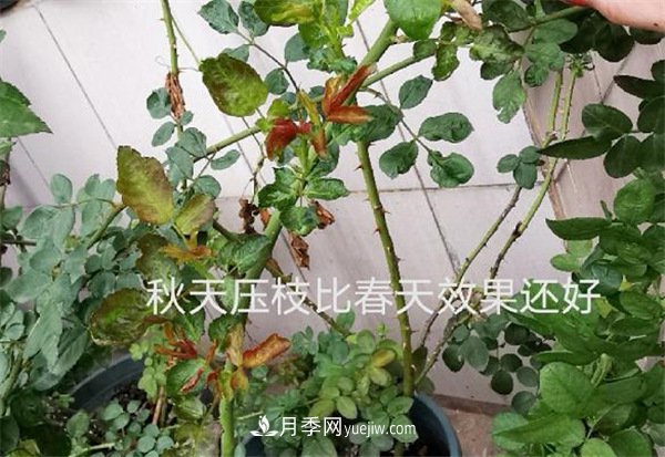 月季開花多與少，全看秋冬會(huì)不會(huì)養(yǎng)，2個(gè)工作要做好(圖2)