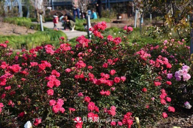 上海植物園內(nèi)部分月季釋放冬季魅力，觀賞區(qū)還在不斷優(yōu)化中(圖1)