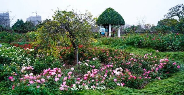 上海植物園內(nèi)部分月季釋放冬季魅力，觀賞區(qū)還在不斷優(yōu)化中(圖3)