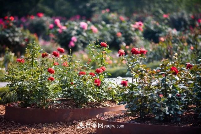 上海植物園內(nèi)部分月季釋放冬季魅力，觀賞區(qū)還在不斷優(yōu)化中(圖6)
