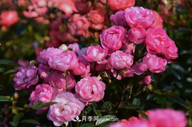 上海植物園內(nèi)部分月季釋放冬季魅力，觀賞區(qū)還在不斷優(yōu)化中(圖4)
