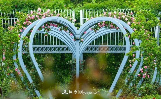 上海植物園內(nèi)部分月季釋放冬季魅力，觀賞區(qū)還在不斷優(yōu)化中(圖2)