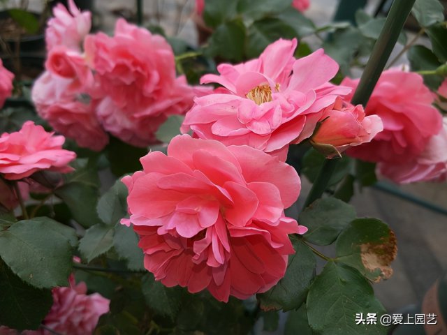 推薦3個(gè)優(yōu)秀的冷門月季品種，也許還在誰(shuí)的花園里爭(zhēng)美(圖3)