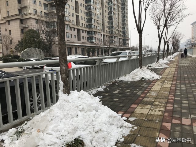 12月份園林養(yǎng)護(hù)尾聲，如何做才能讓苗木來年長(zhǎng)得好(圖3)