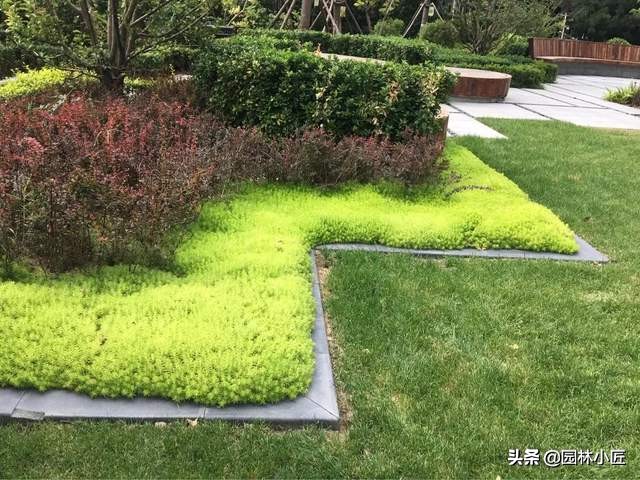 金葉佛甲草在園林景觀中的應用(圖2)