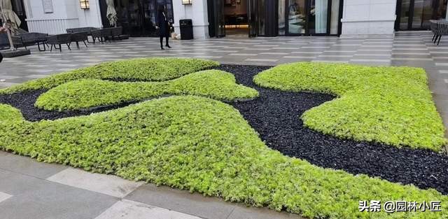 金葉佛甲草在園林景觀中的應用(圖1)