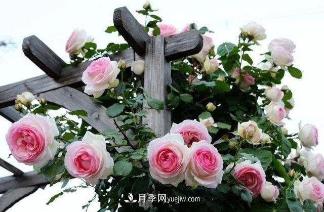 月季好看不好養(yǎng)？選對(duì)15個(gè)月季品種抗性好長(zhǎng)得快(圖2)
