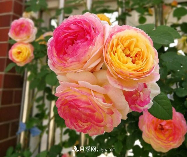 月季好看不好養(yǎng)？選對(duì)15個(gè)月季品種抗性好長(zhǎng)得快(圖5)