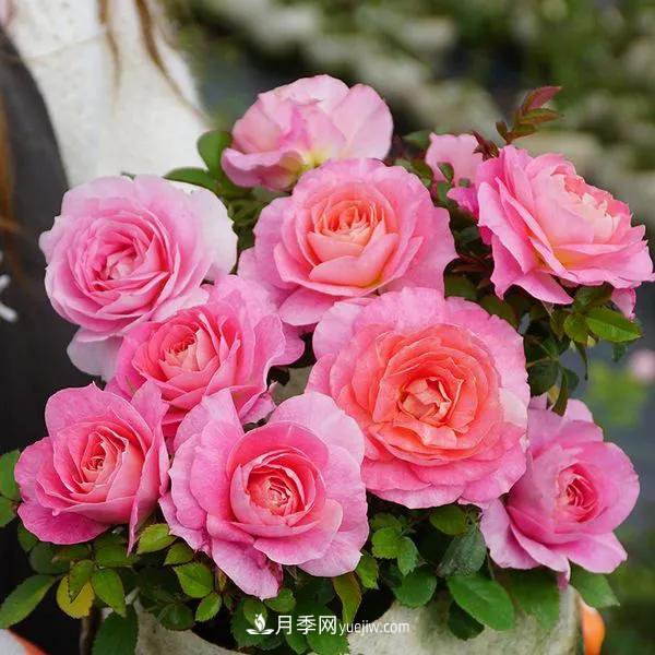 月季好看不好養(yǎng)？選對(duì)15個(gè)月季品種抗性好長(zhǎng)得快(圖11)