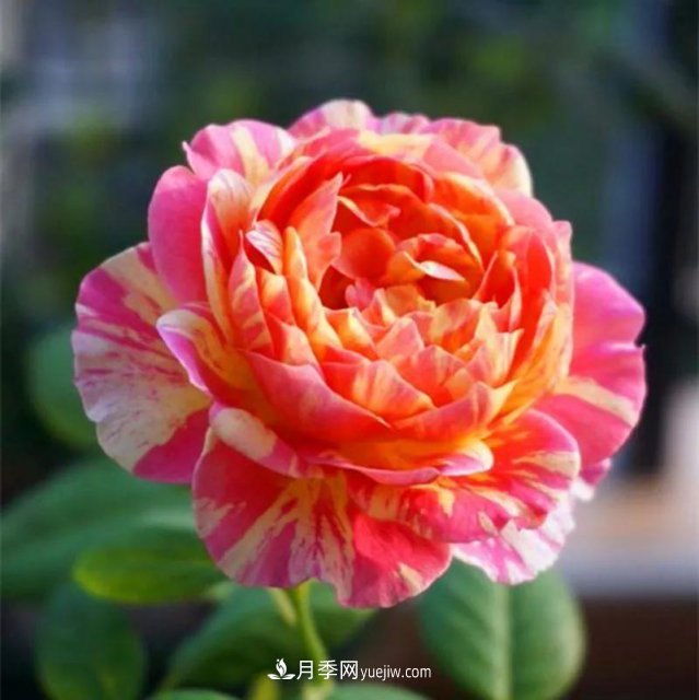 月季好看不好養(yǎng)？選對(duì)15個(gè)月季品種抗性好長(zhǎng)得快(圖4)