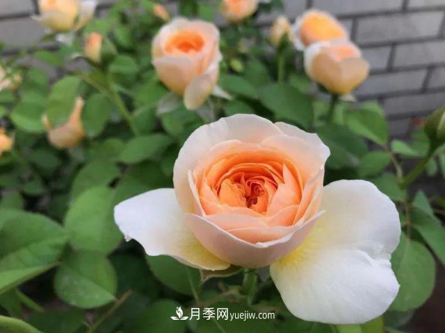 月季好看不好養(yǎng)？選對(duì)15個(gè)月季品種抗性好長(zhǎng)得快(圖12)