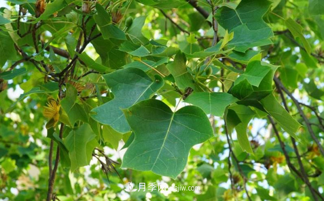 十大推介樹種出爐，或是2020年***后一波苗木商機(jī)(圖6)