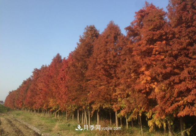 十大推介樹種出爐，或是2020年***后一波苗木商機(jī)(圖3)