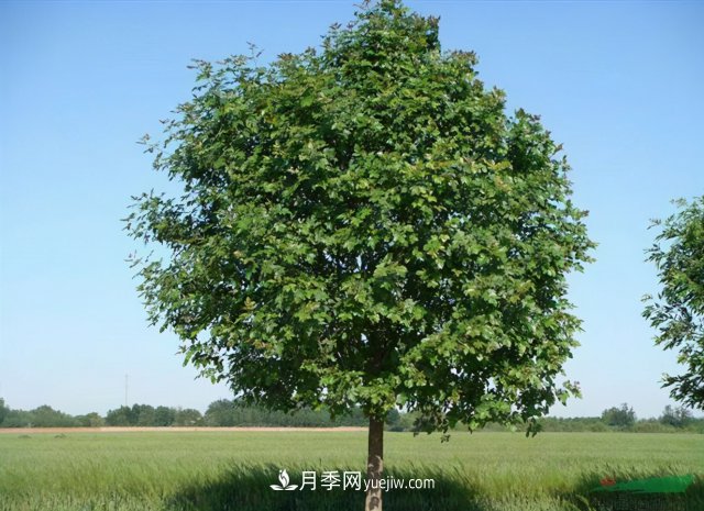 十大推介樹種出爐，或是2020年***后一波苗木商機(jī)(圖4)