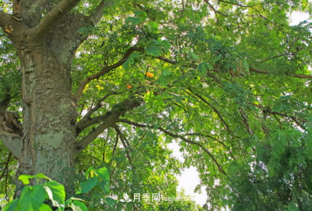 十大推介樹種出爐，或是2020年***后一波苗木商機(jī)(圖2)