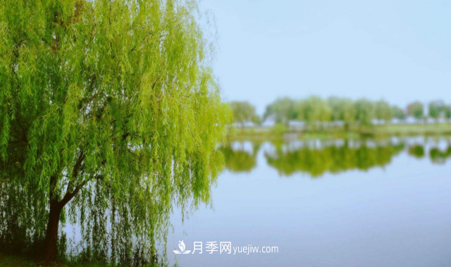 十大推介樹種出爐，或是2020年***后一波苗木商機(jī)(圖9)