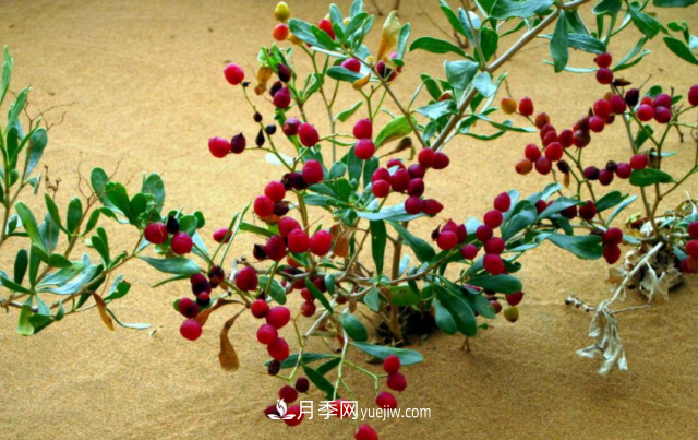 十大推介樹種出爐，或是2020年***后一波苗木商機(jī)(圖7)
