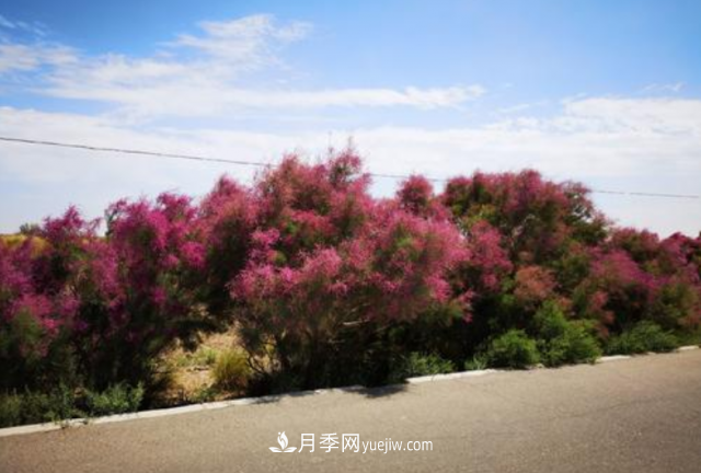 十大推介樹種出爐，或是2020年***后一波苗木商機(jī)(圖8)
