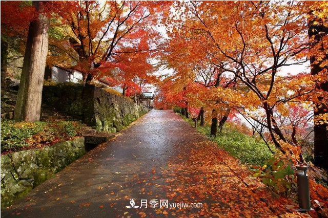十大推介樹種出爐，或是2020年***后一波苗木商機(jī)(圖5)
