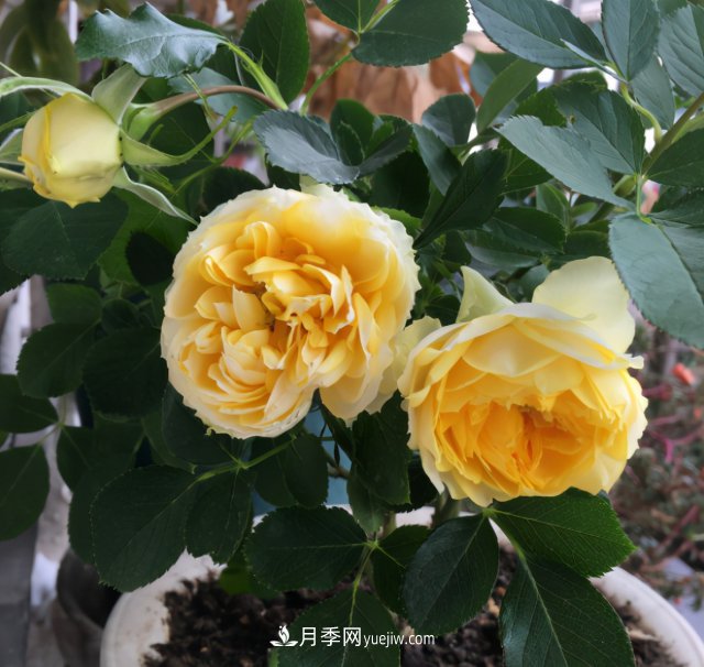 冬季實惠的裸根月季，栽種做好3件事讓冬季室內(nèi)開滿花(圖1)