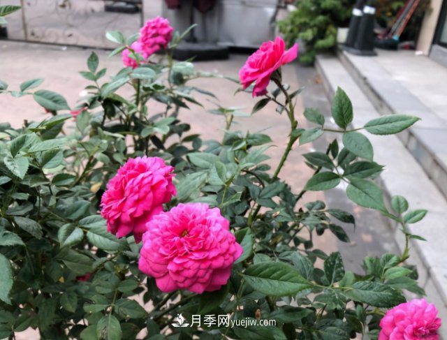 冬季實惠的裸根月季，栽種做好3件事讓冬季室內(nèi)開滿花(圖3)