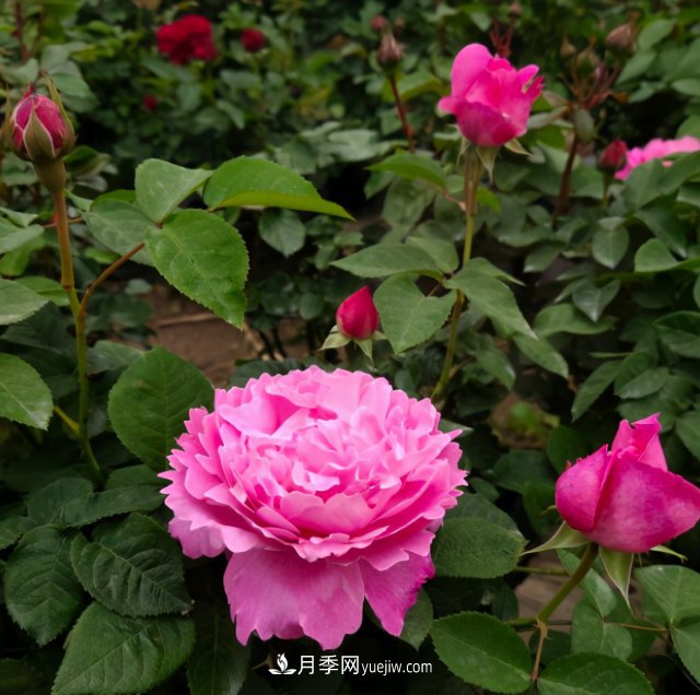 冬季實惠的裸根月季，栽種做好3件事讓冬季室內(nèi)開滿花(圖2)