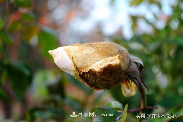 月季病蟲害TOP10排行榜，哪種病害更難纏？給你防治方法(圖6)