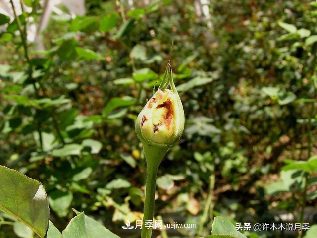 月季病蟲害TOP10排行榜，哪種病害更難纏？給你防治方法(圖7)