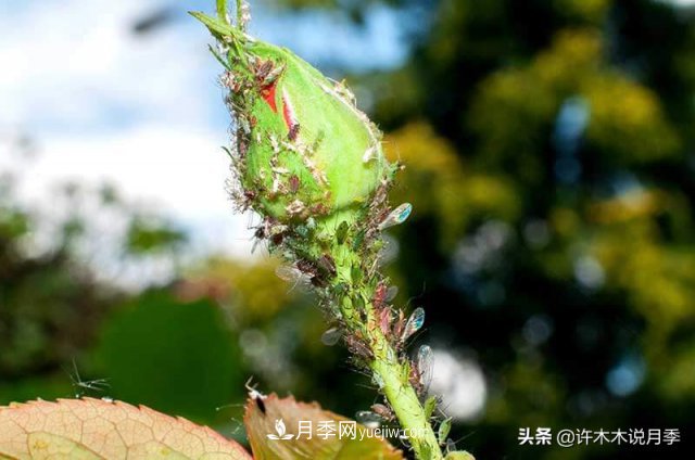 月季病蟲害TOP10排行榜，哪種病害更難纏？給你防治方法(圖8)