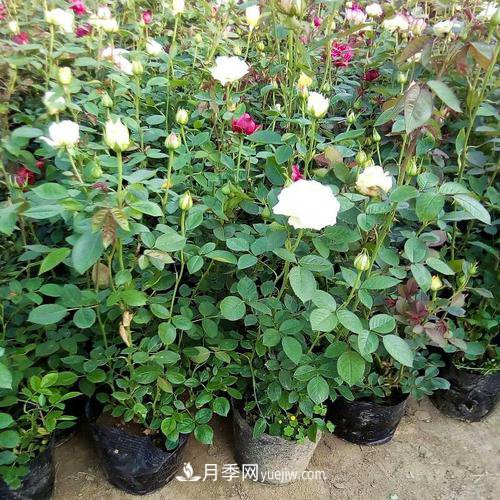 月季被稱為花中皇后！摸清修剪的***佳時(shí)機(jī)，四季常開(圖1)