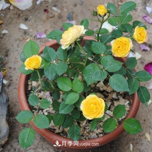 月季被稱為花中皇后！摸清修剪的***佳時(shí)機(jī)，四季常開(圖3)