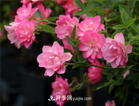 新手推薦3款月季品種，四季花開不斷越養(yǎng)越上癮(圖2)