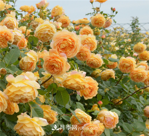 新手推薦3款月季品種，四季花開不斷越養(yǎng)越上癮(圖1)