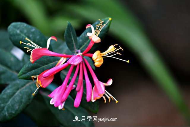 市場前景大好的6種忍冬科植物，你家苗圃有嗎？(圖6)