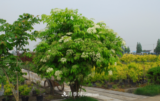 市場前景大好的6種忍冬科植物，你家苗圃有嗎？(圖5)