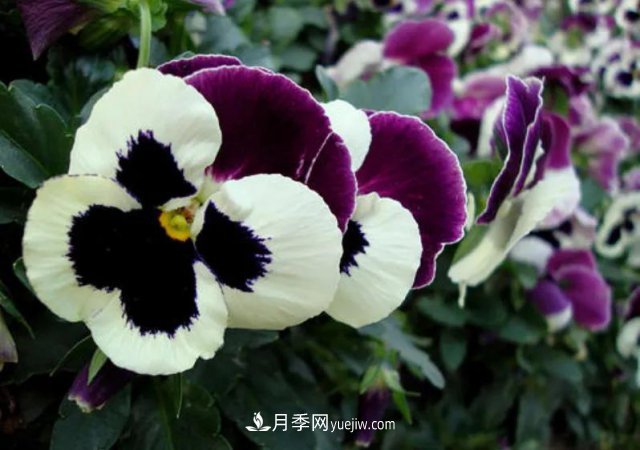 市場前景大好的6種忍冬科植物，你家苗圃有嗎？(圖2)