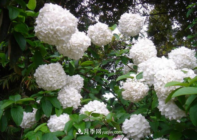 市場前景大好的6種忍冬科植物，你家苗圃有嗎？(圖3)
