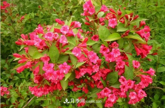 市場前景大好的6種忍冬科植物，你家苗圃有嗎？(圖1)