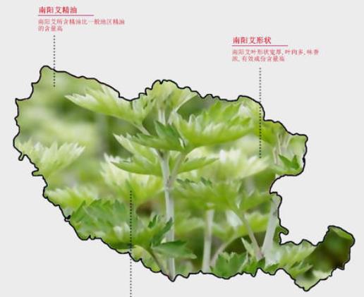 從污染大鎮(zhèn)到月季艾草之鄉(xiāng)，南陽(yáng)蒲山鎮(zhèn)華麗轉(zhuǎn)身(圖2)