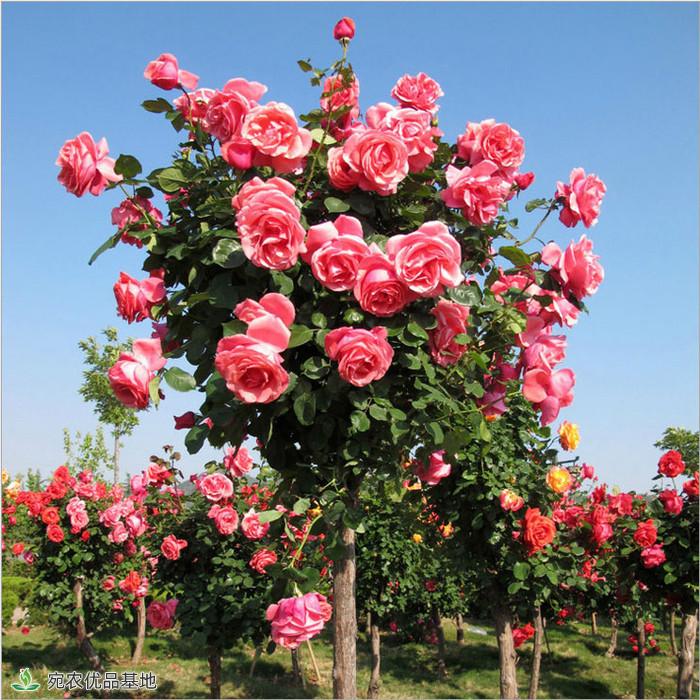 月季助推南陽(yáng)花卉產(chǎn)業(yè)大發(fā)展(圖1)