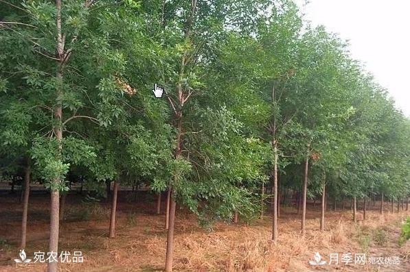 南陽苗木市場打開新局面，未來3類苗木引關(guān)注(圖1)