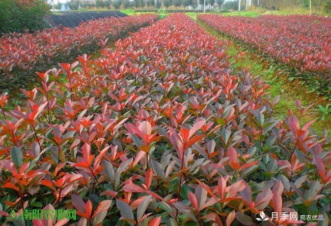 南陽苗木市場打開新局面，未來3類苗木引關(guān)注(圖2)