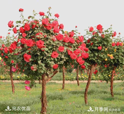 新栽的苗木如何越冬管理？(圖1)