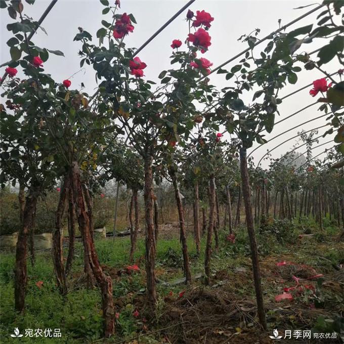 南陽精品月季樹批發(fā)，1-5公分樹狀月季基地直銷(圖2)