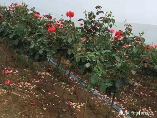 1公分小高桿月季樹棒棒糖月季一級價(jià)格(圖3)